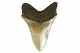 Serrated Fossil Megalodon Tooth - North Carolina #172617-2